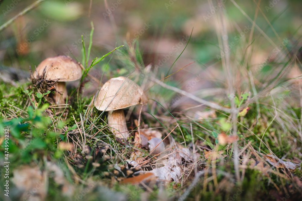 boletus mushroom in the forest boletus mushroom in the forest