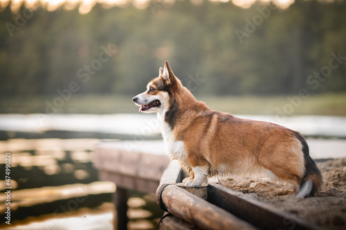 Happy welsh corgi pembroke dog by the water