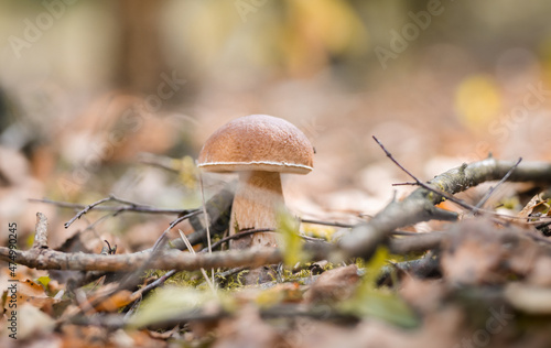 boletus mushroom in the forest