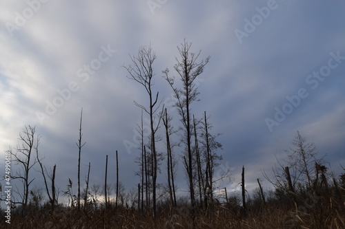 Swampland Death Trees