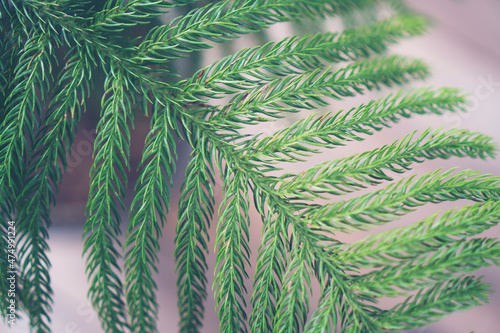green plant with nature lea...