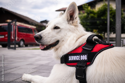 Man with disability with his service dog using electric wheelchair.