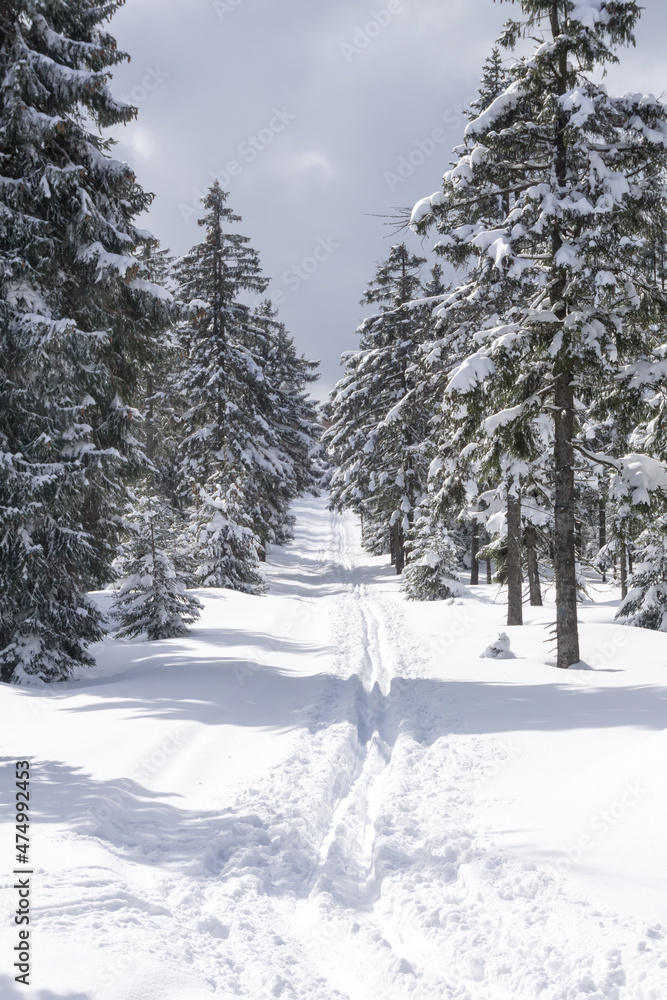 Fototapeta premium Winter mountain landscape. Trees in forest covered with hoarfrost and snow. Jizera Mountains, Jakuszyce, Poland, Europe.