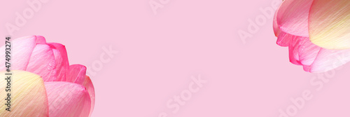 Wallpaper Mural Beautiful lotus flowers on pastel pink background. Web banner with copy space Torontodigital.ca