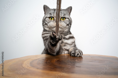 silver tabby british shorthair cat playing with string looking at camera on white background with copy space