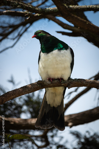 New Zealand Kereru Wood Pigeon