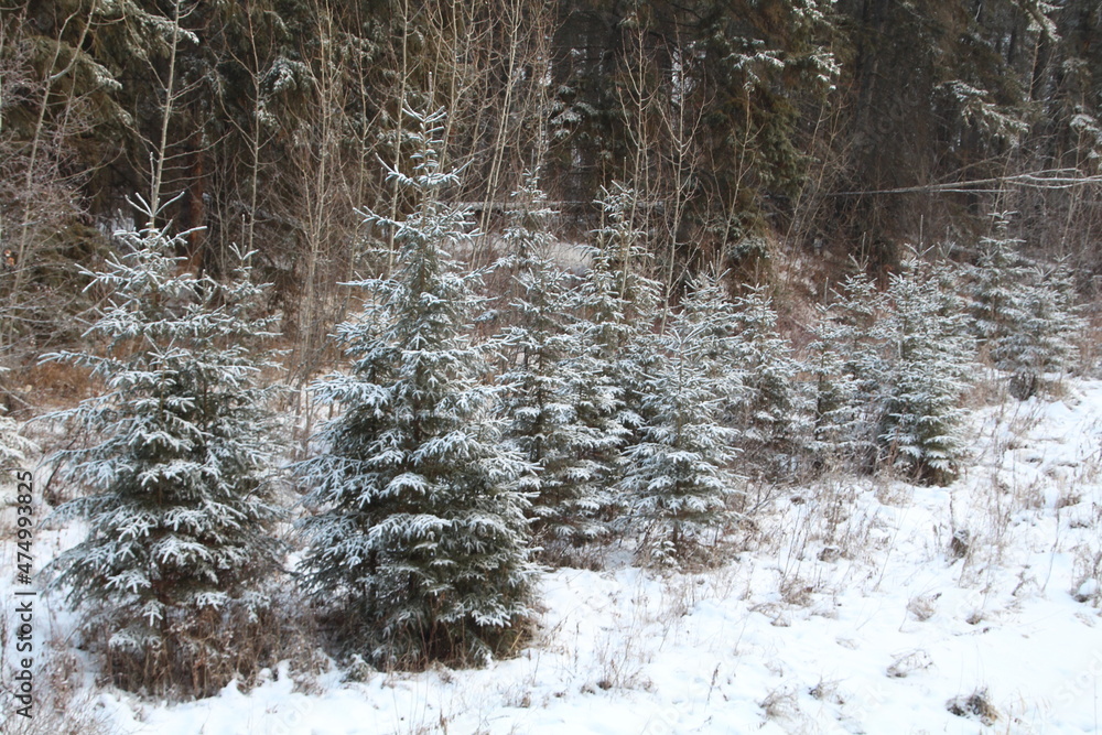 Fototapeta premium Dusting Of Snow On The Forest, Whitemud Park, Edmonton, Alberta