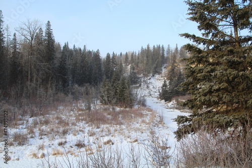 forest in winter, Whitemud Park, Edmonton, Alberta