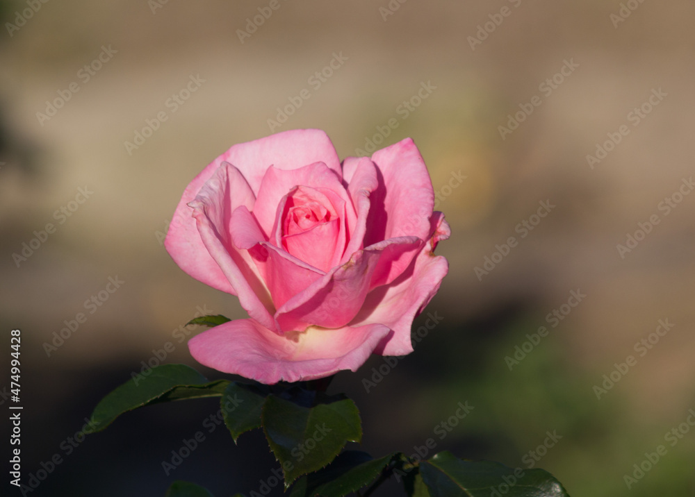 In the summer, a beautiful rose bloomed in the garden In the summer, a beautiful rose bloomed in the garden