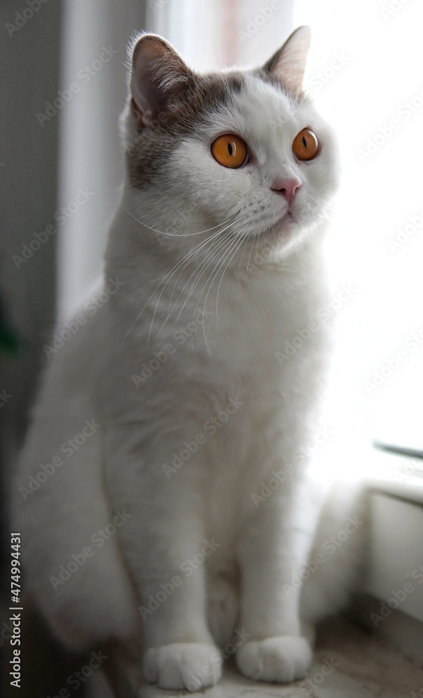 gray portrait gray portrait