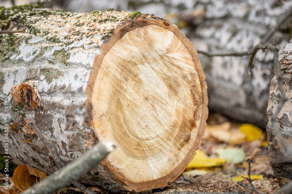 Cutting down trees in the city. A tree cut into pieces with a chainsaw. Close-up shot of the trunk. Logs, branches, leaves and sawdust on yellow fallen autumn foliage Cutting down trees in the city. A tree cut into pieces with a chainsaw. Close-up shot of the trunk. Logs, branches, leaves and sawdust on yellow fallen autumn foliage