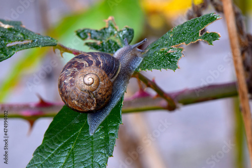 Rose Leaf Snail photo