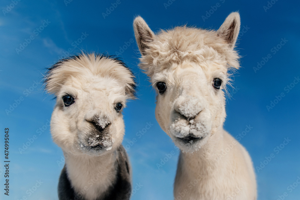 Two funny alpacas on the background of blue sky. South American camelid.