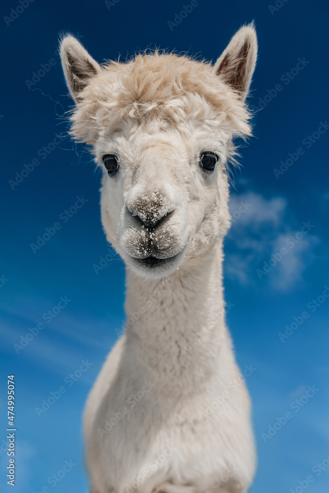Lovely white alpaca on the background of blue sky. South American camelid.
