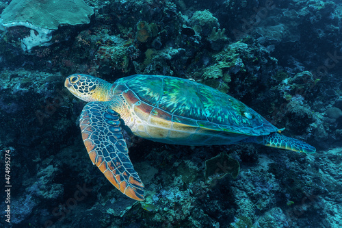 Tartaruga Verde mentre nuota nell oceano con barriera corallina sullo sfondo