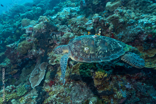 Tartaruga Verde mentre nuota nell'oceano con barriera corallina sullo sfondo © Massimo