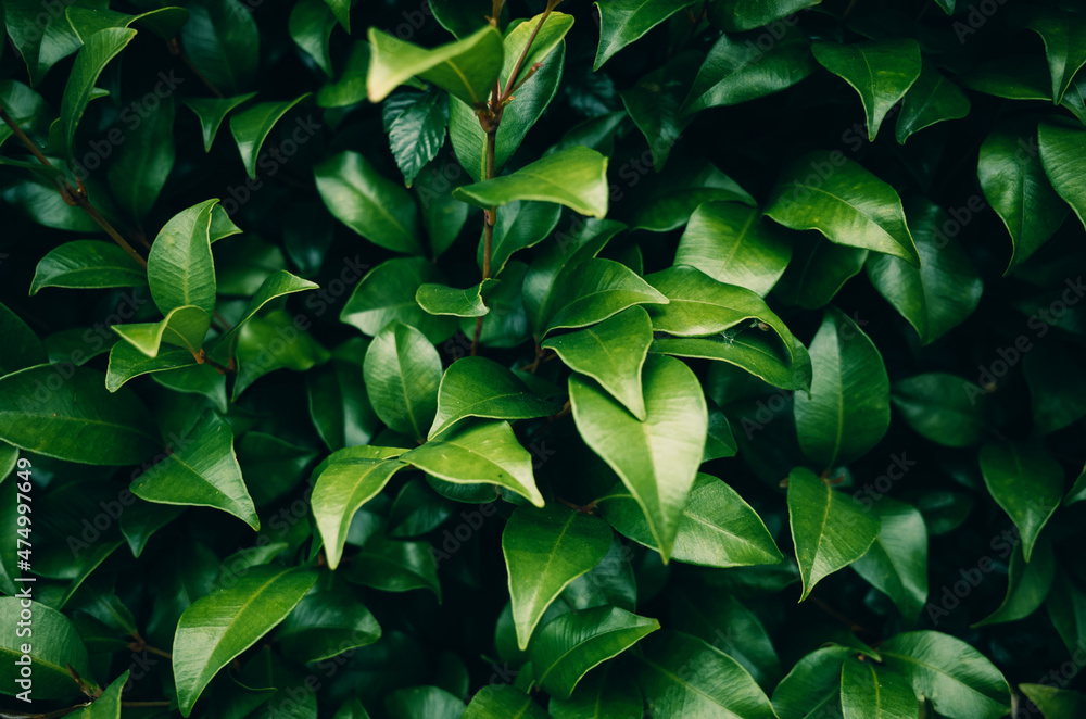 Fototapeta premium Green leaves background