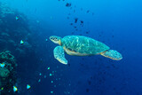 Tartaruga Verde mentre nuota nell'oceano