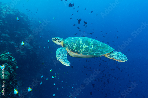 Tartaruga Verde mentre nuota nell oceano