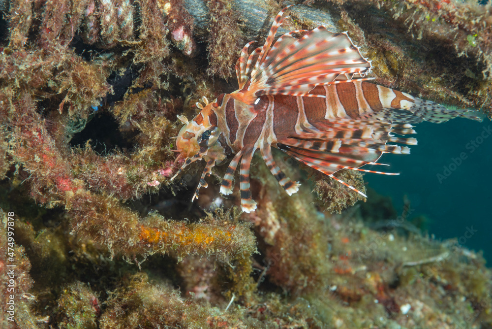 Shortfin Turkeyfish, Dendrochirus brachypterus on reef Shortfin Turkeyfish, Dendrochirus brachypterus on reef