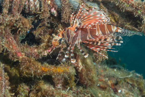 Shortfin Turkeyfish  Dendrochirus brachypterus on reef