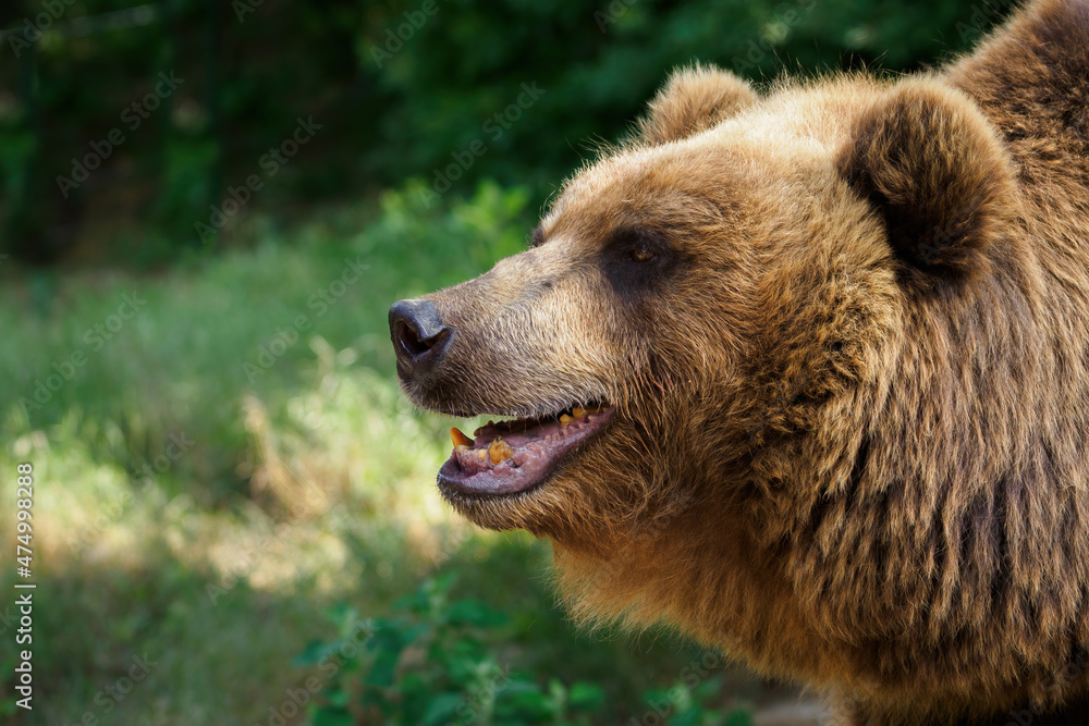 Brown bear in detail on the head.