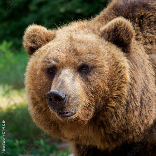 Brown bear in detail on the head.