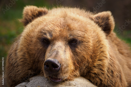 Resting brown bear in detail.