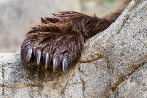 The front wet paw of a brown bear on a stone. photo