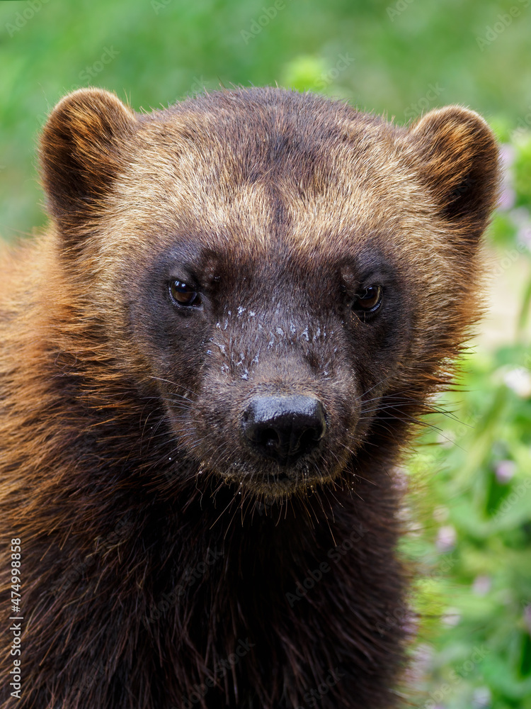 Obraz premium Siberian wolverine - detail on the head.