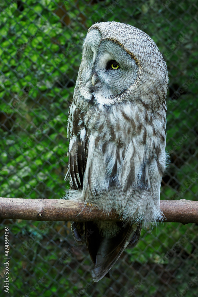 Fototapeta premium Great grey owl living in captivity in a zoo.