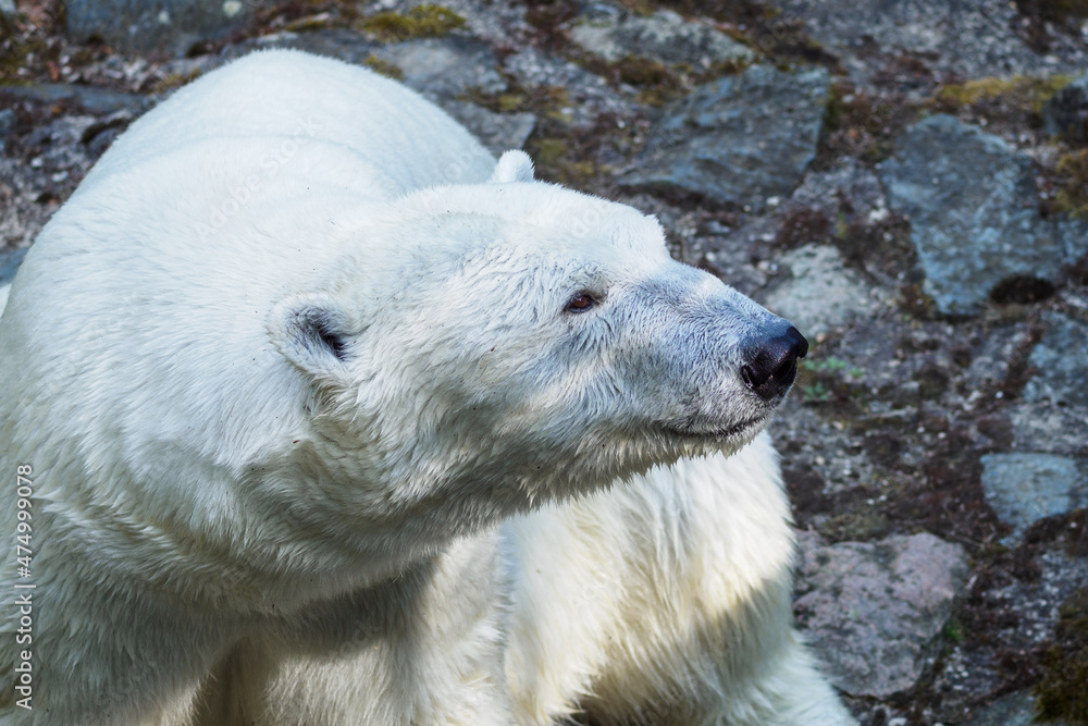 Fototapeta premium Polar bear in detail in summer.