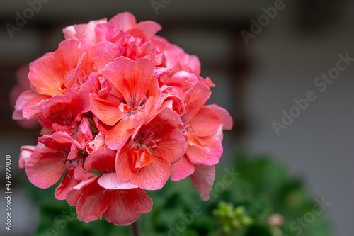 Belas flor de um jardim vivo