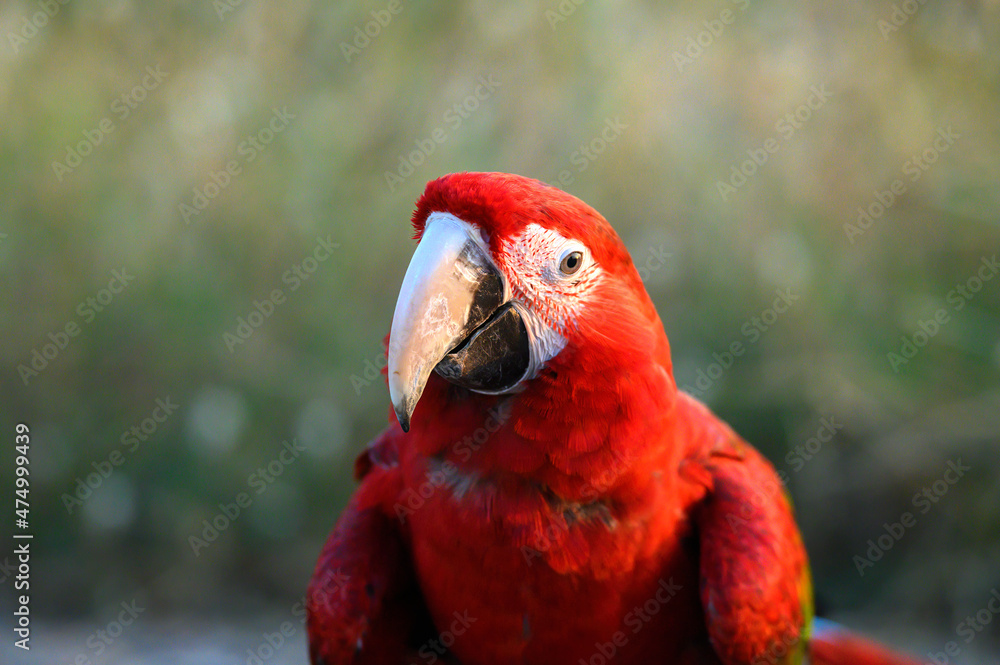 Obraz premium The cuteness of red and green macaw