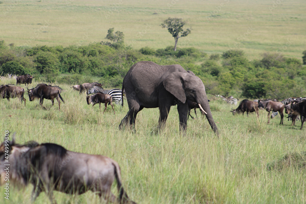 Fototapeta premium herd of wildebeest
