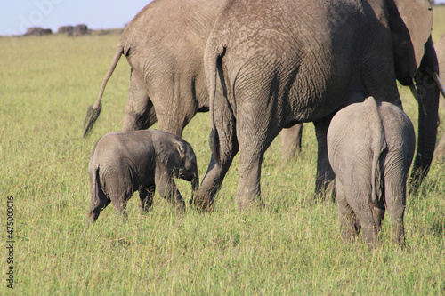 Canvas Print elephants in the savannah