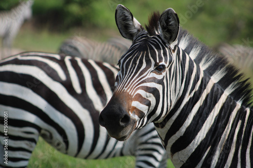 Fototapeta Naklejka Na Ścianę i Meble -  zebra close up