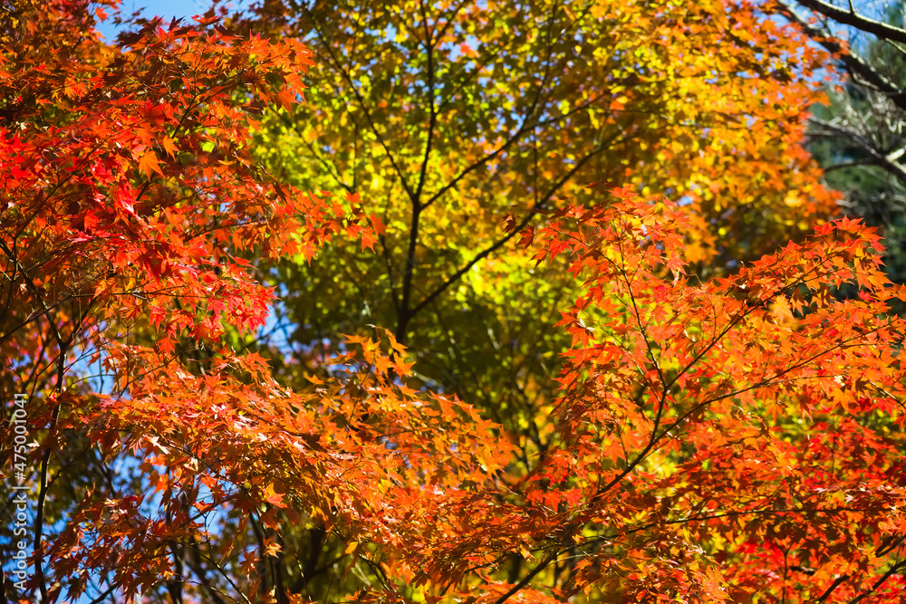 藺牟田池の紅葉	