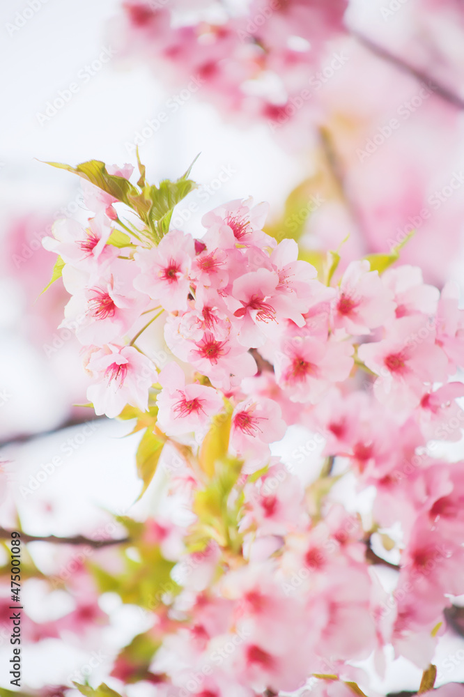 初春の光を浴びる河津桜 初春の光を浴びる河津桜