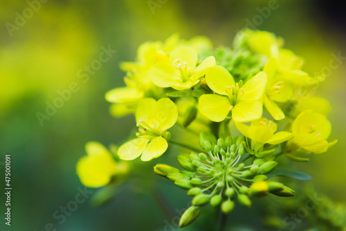 菜の花のクローズアップ	