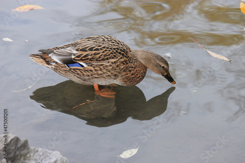 Mallard duck and water reflection - beak almost touching water