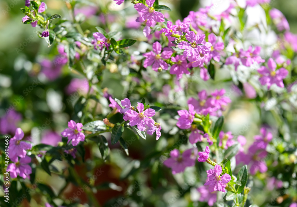 Small Evergreen Shrub Cuphea Hyssopifolia Small Evergreen Shrub Cuphea Hyssopifolia