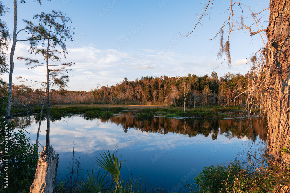 Fototapeta premium reflection of trees in the water