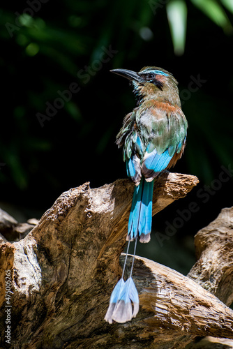 The turquoise-browed motmot (Eumomota superciliosa) also known as Torogoz, is a colourful, medium-sized bird of the motmot family, Momotidae. It inhabits Central America from south-east Mexico (mostly photo