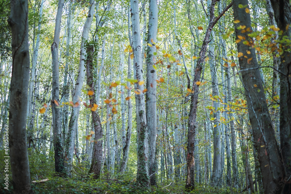 Fototapeta premium Autumn beech forest in northern Spain