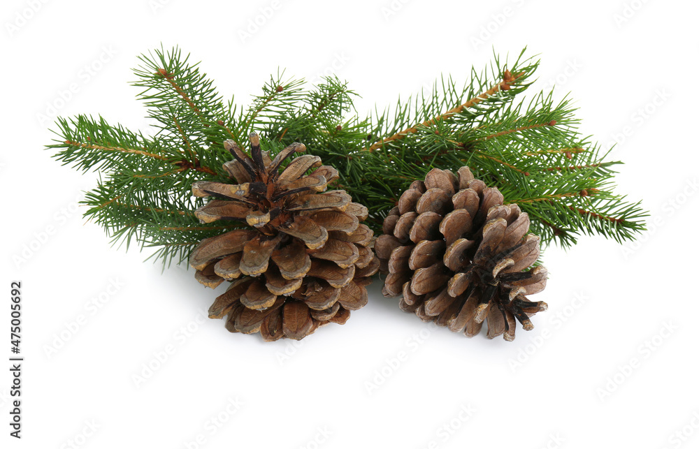 Fototapeta premium Beautiful fir branches with dry cones on white background
