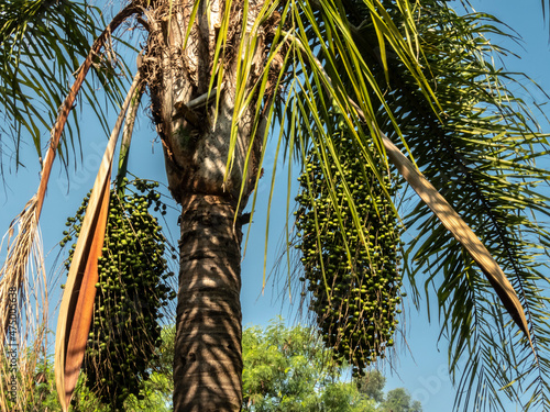 Jeriva, (Syagrus romanzoffiana) a palm tree native to the Atlantic Forest, in Brazil. photo