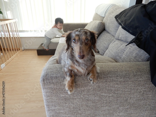 カニンヘンダックスと赤ちゃん