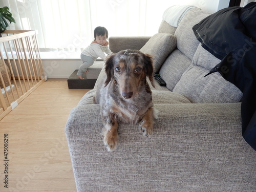 カニンヘンダックスと赤ちゃん