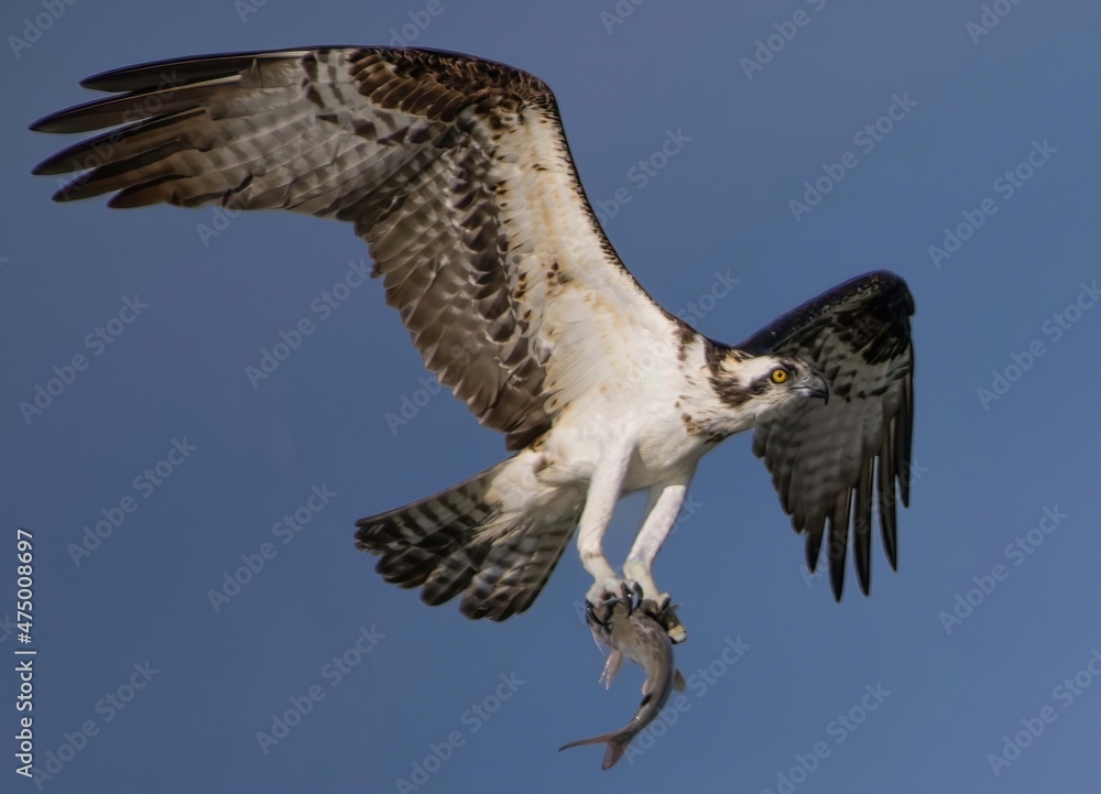 Fototapeta premium osprey in flight